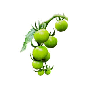 Green Cherry Tomato